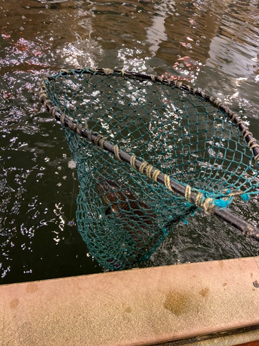 コイの釣果