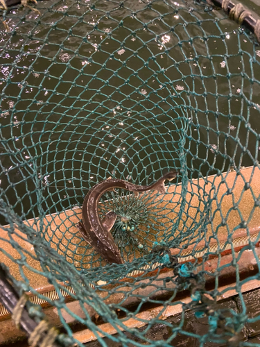 チョウザメの釣果