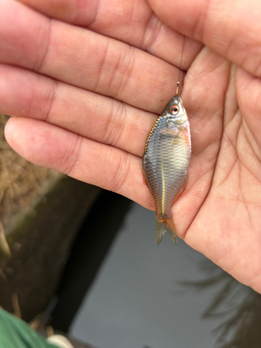 タイリクバラタナゴの釣果