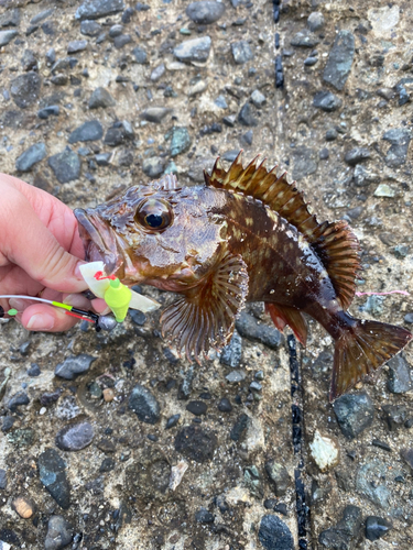 カサゴの釣果