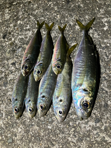 アジの釣果