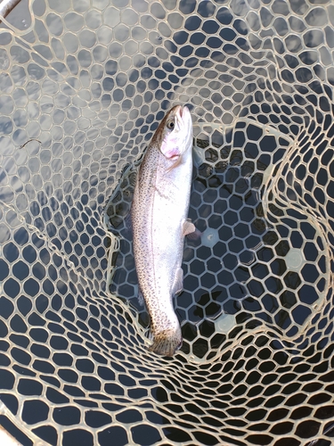 ニジマスの釣果