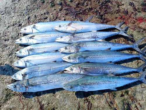 サゴシの釣果