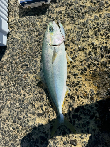 ワラサの釣果