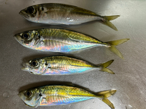 アジの釣果