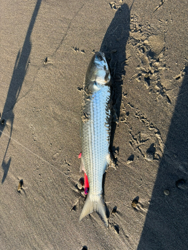 ボラの釣果