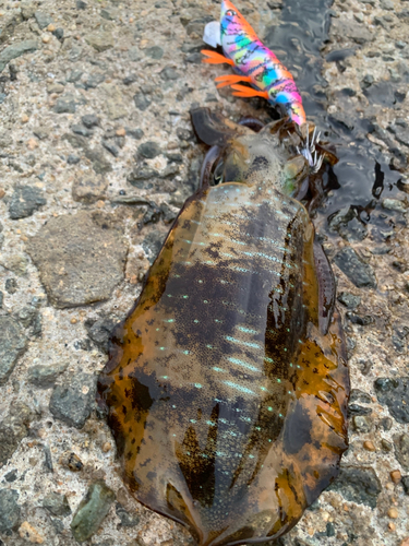 アオリイカの釣果