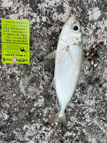 メアジの釣果