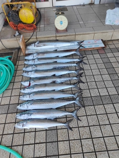 サワラの釣果