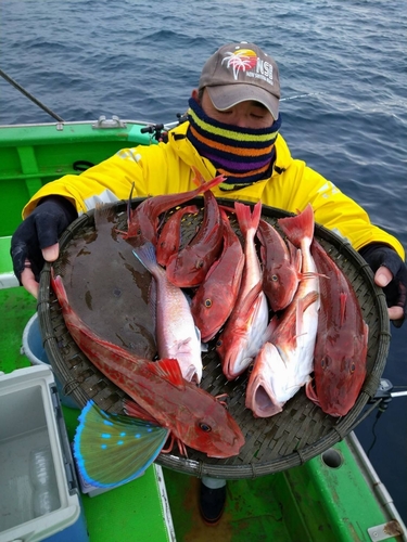 ホウボウの釣果