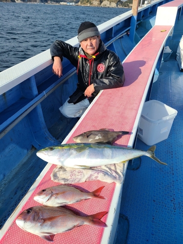 マダイの釣果