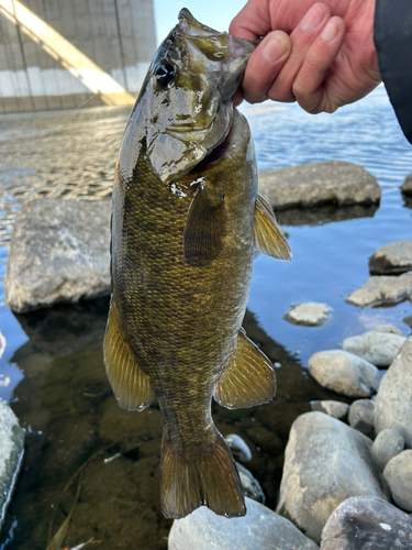 スモールマウスバスの釣果