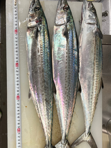 サゴシの釣果