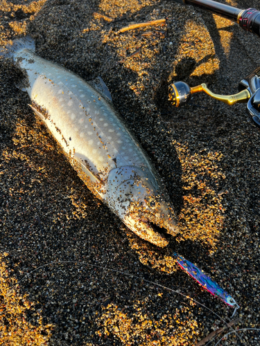 アメマスの釣果