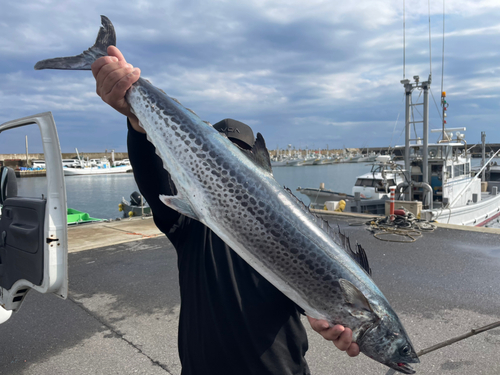 サワラの釣果