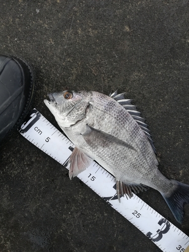 クロダイの釣果