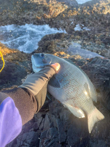 クチブトグレの釣果