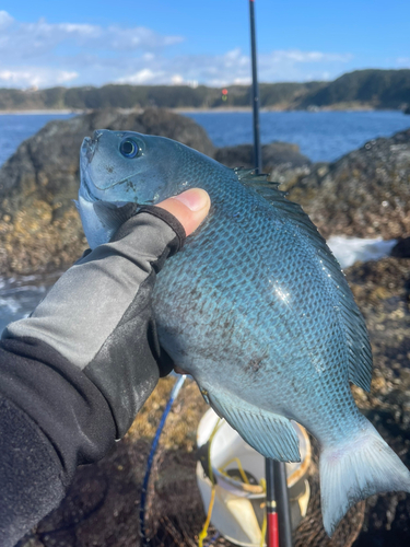 クチブトグレの釣果