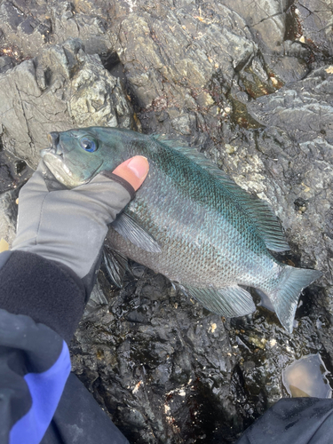 クチブトグレの釣果