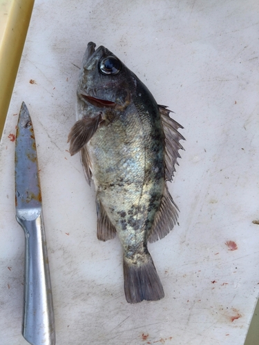 クロメバルの釣果