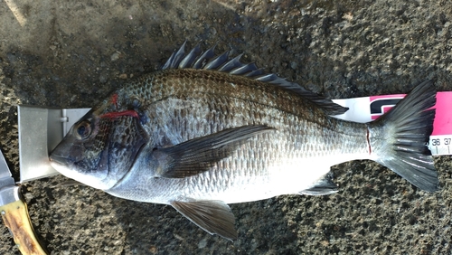 クロダイの釣果