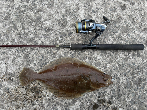 カレイの釣果