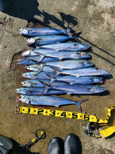 サゴシの釣果