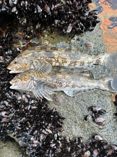 アイナメの釣果