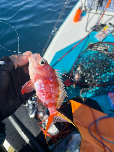 サクラダイの釣果