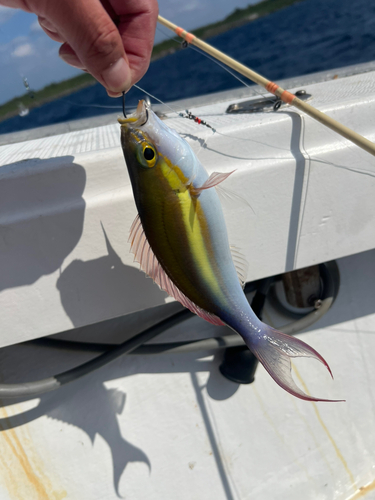 キツネウオの釣果