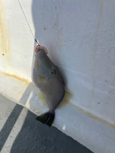 モンガラカワハギの釣果