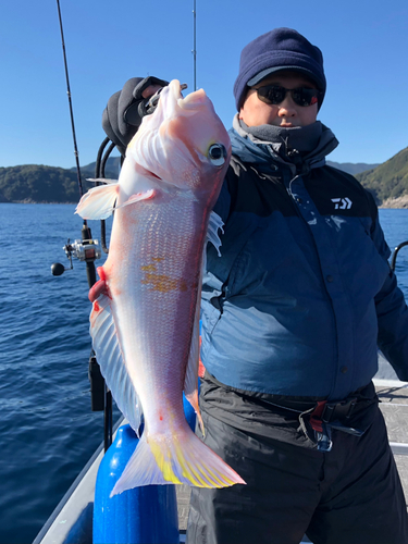 アマダイの釣果