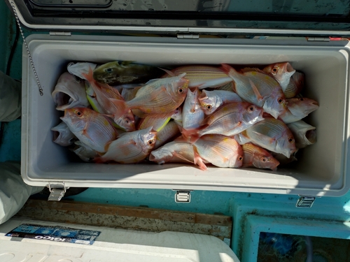 レンコダイの釣果