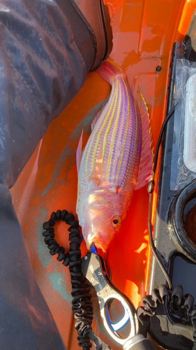 イトヨリダイの釣果