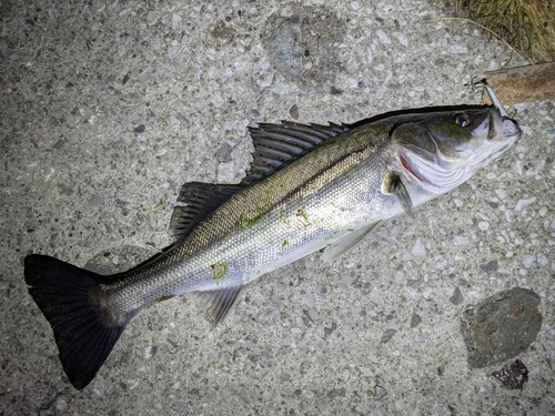 フッコ（マルスズキ）の釣果