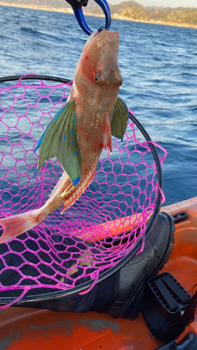 ホウボウの釣果