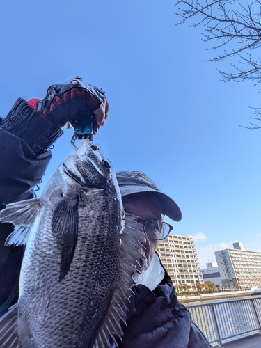 クロダイの釣果