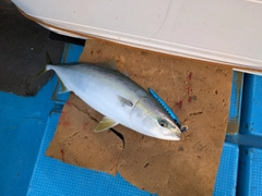 メジロの釣果