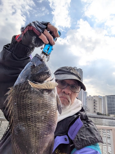 クロダイの釣果