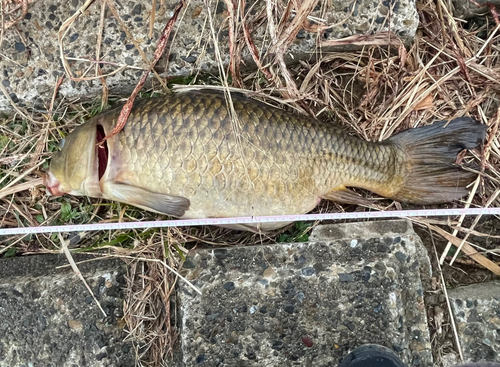 柳瀬川下流