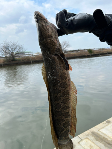 ライギョの釣果