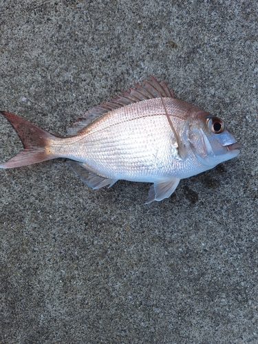 チャリコの釣果