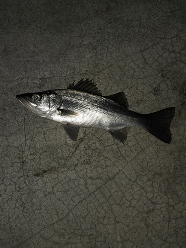 ヒラスズキの釣果