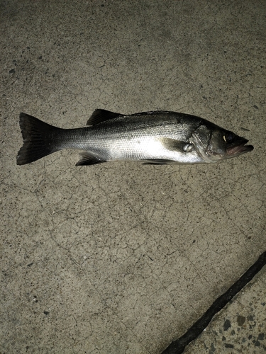 ヒラスズキの釣果