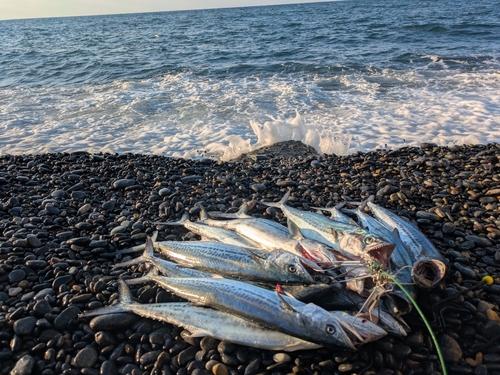 サゴシの釣果