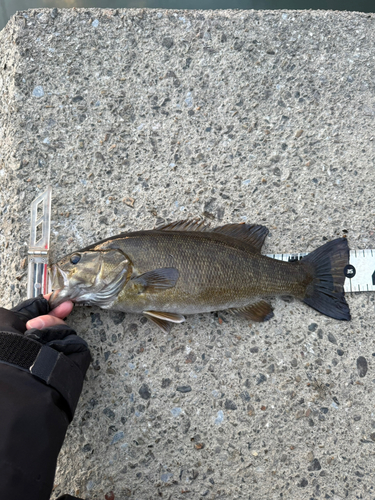 スモールマウスバスの釣果