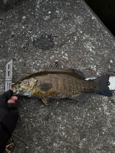 スモールマウスバスの釣果