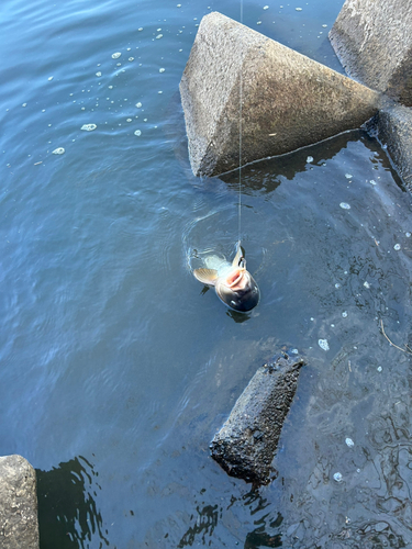 コイの釣果