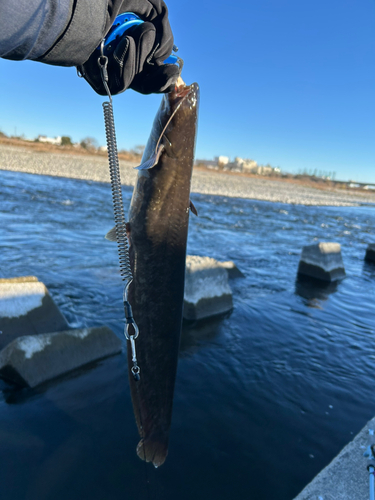 ナマズの釣果