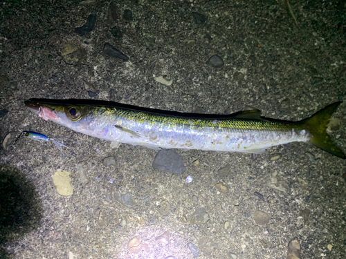 カマスの釣果